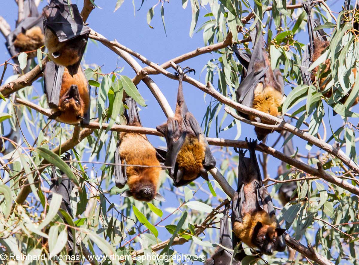 Fruit bats  by Reinhard Thomas ©