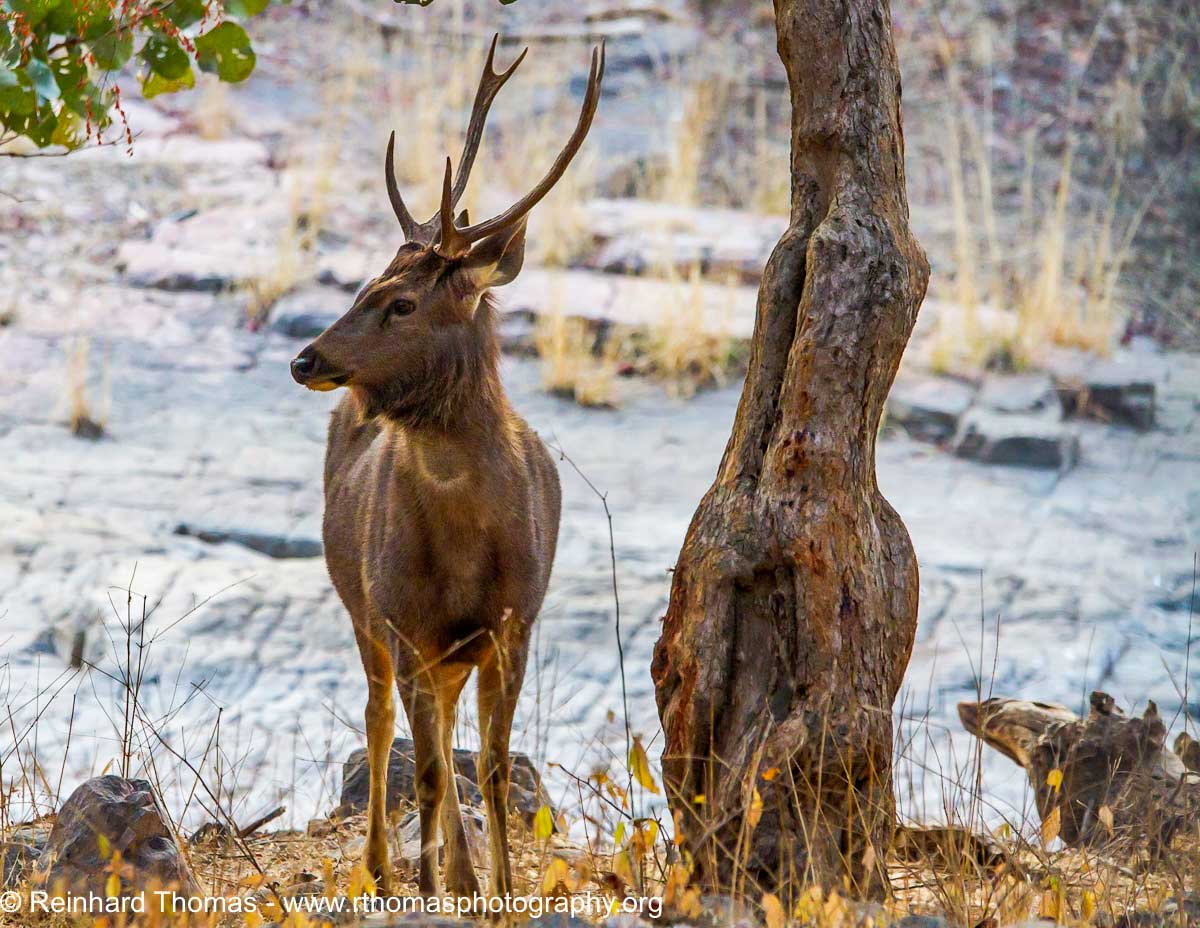 Sambar, India's largest deer by Reinhard Thomas ©