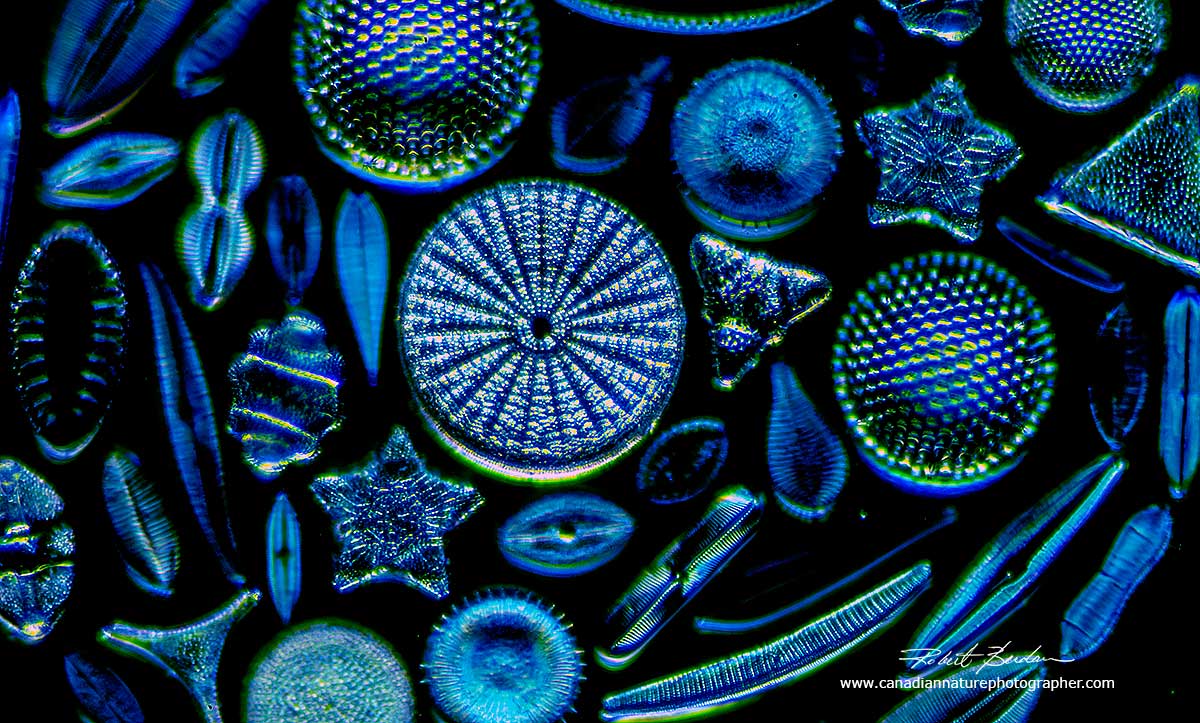 Diatoms with Rheinberg Illumination  by Robert Berdan ©