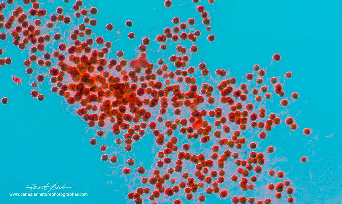 Bottle brush pores (Fern pollen) 100X using Rheinberg Filter with central blue and outer red colour by Robert Berdan ©
