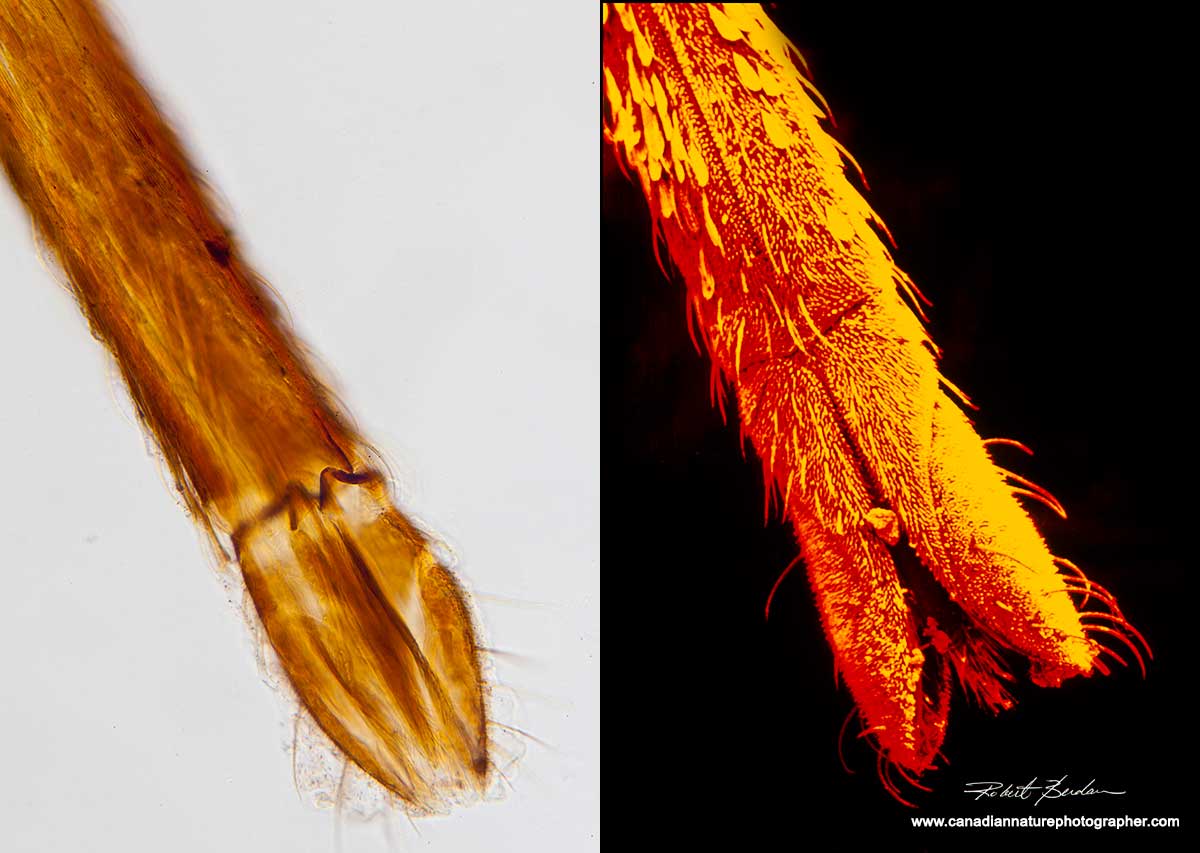 Comparision of mosquito proboscis in bright field microscopy and scanning electron microscoy Robert Berdan ©