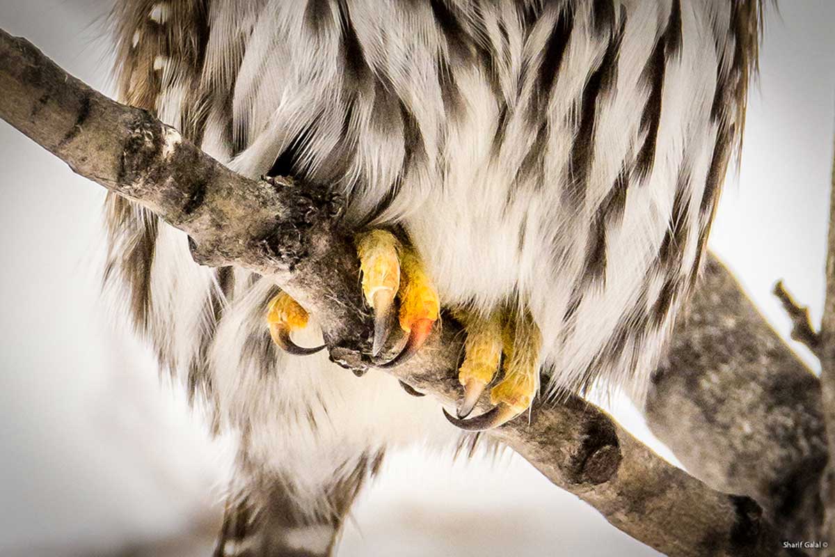 lood on Pygmy owl talons  by Sharif Galal ©