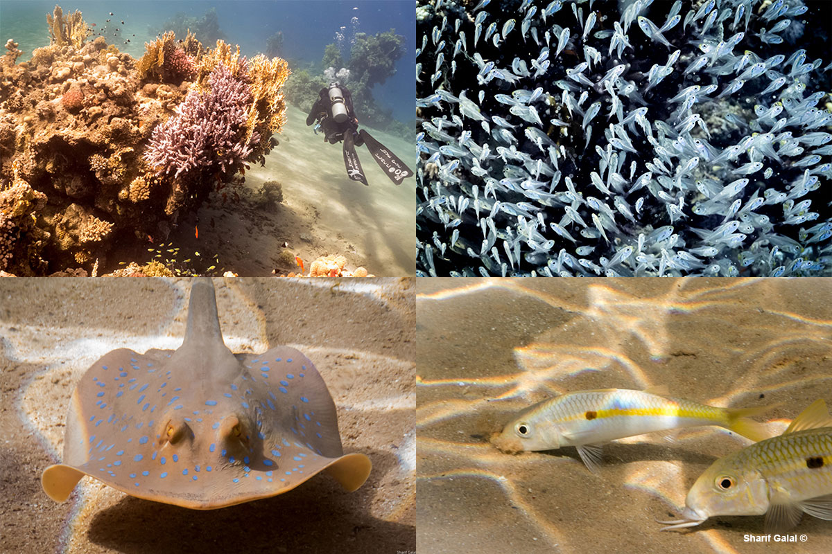 Top Left: Ras Mohammed Top Right: School of fishes Bottom Left: Stingray Bottom right: Yellow Goatfish by Dr. Sharif Galal ©