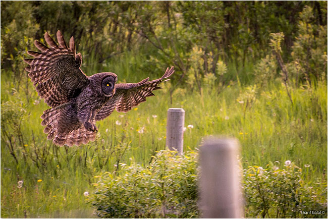 Great Gray owl in flight by Sharif Galal ©