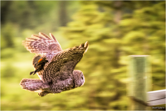 Great Grey wosl in flight with Red-winged blackbird ©