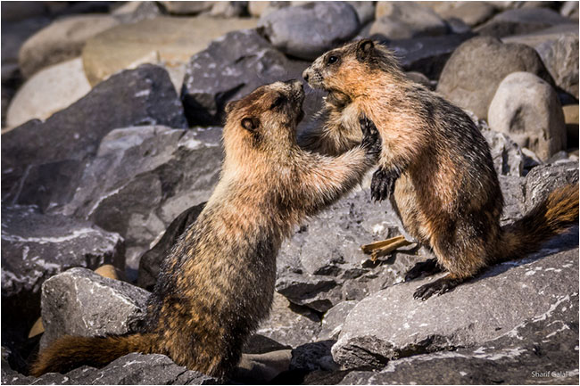 Hoary Marmot by Sharif Galal ©