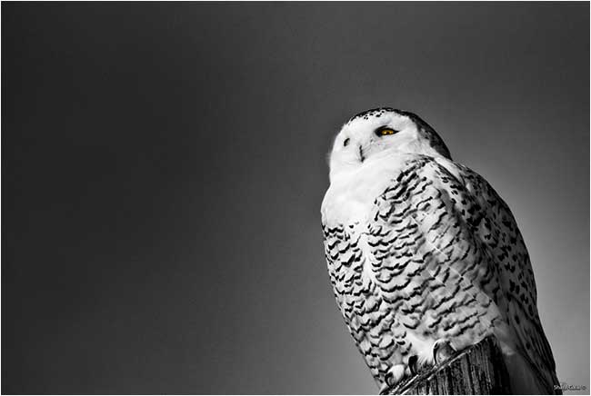 Female snowy owl  by Dr. Sharif Galal &copy;