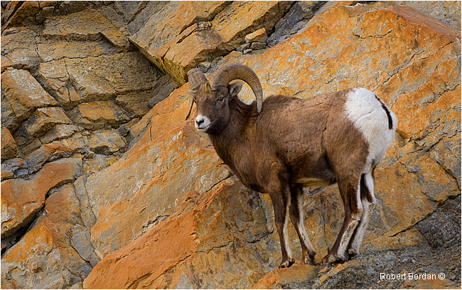 Big horn Sheep on Rock ledge by Robert Berdan ©