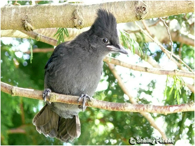 Steller's Jay Fledgling by Shelly Penner ©