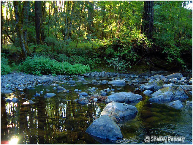 Kitsuksis Creek, Vancouver Island by Shelly Penner ©