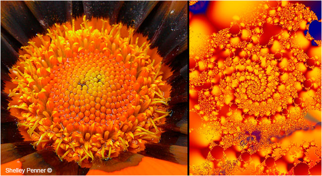 Gerber Daisy Center and Ultra Fractal #3 by Shelly Penner ©