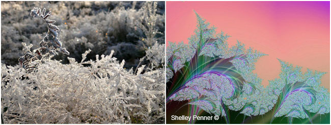 Frost Grass and Ultra Fractal #2 by Shelly Penner  ©