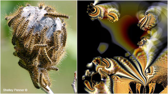 Tent caterpillars and Ultra Fractal #6 by Shelly Penner ©