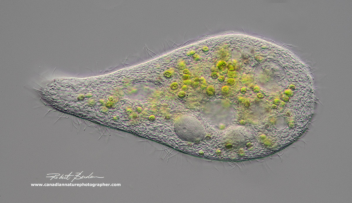tentor sp with few beads macronucleus and endosymbiotic green algae by Robert Berdan ©