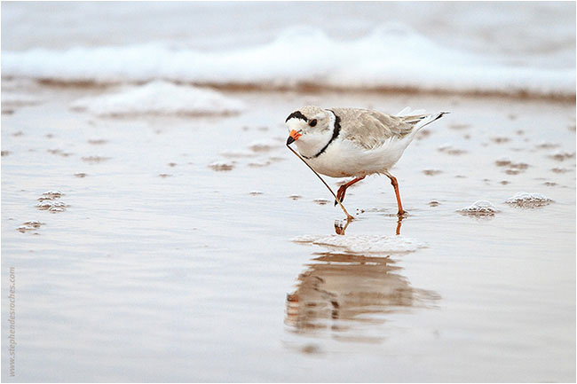 Piping Plover by Stephen DesRoches ©