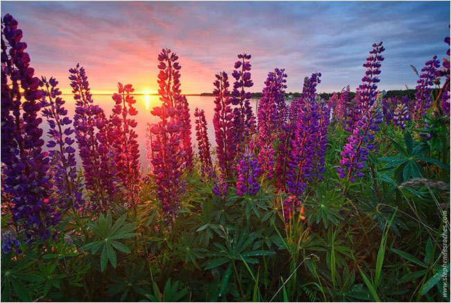 Sunrise and lupines by Stephen DesRoches ©