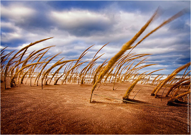 Grass on sand dune by Stephen DesRoches ©