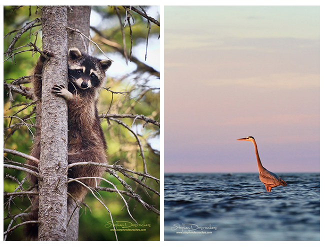 Racoon and Blue heron by Stephen DesRoches ©