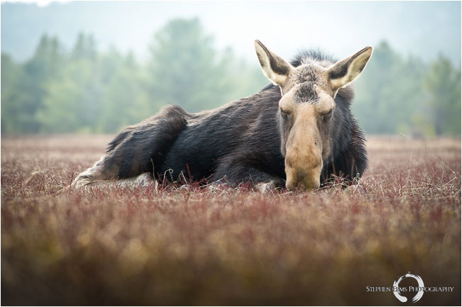Moose by Stephen Elms ©