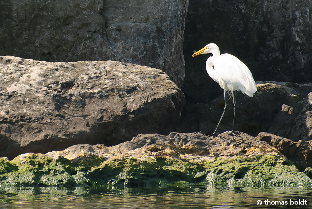 Great Egret (Ardea alba) by Thomas Boldt ©