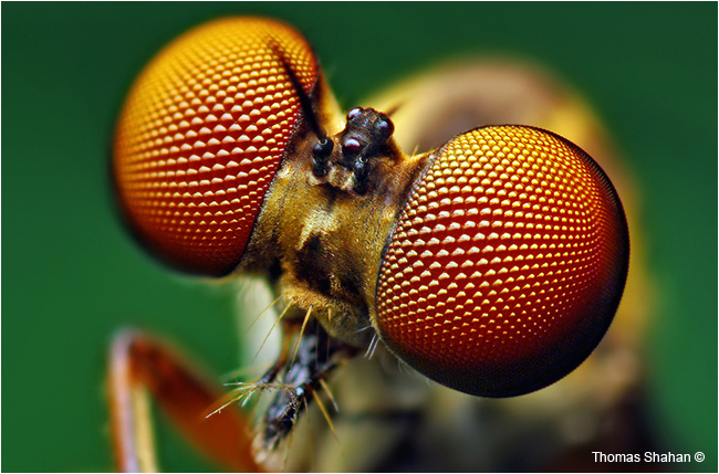 Compound Eyes of a Holocephala fusca Robber Fly  by Thomas Shahan ©