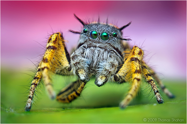 Adult Male Phidippus mystaceus Jumping Spider by Thomas Shahan ©