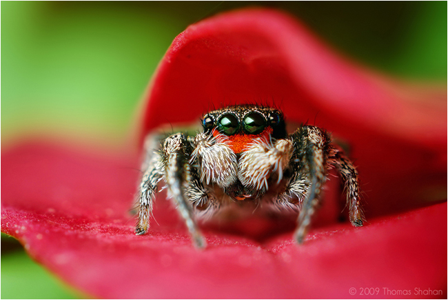 Male Habronattus coecatus Jumping Spider by Thomas Shahan ©
