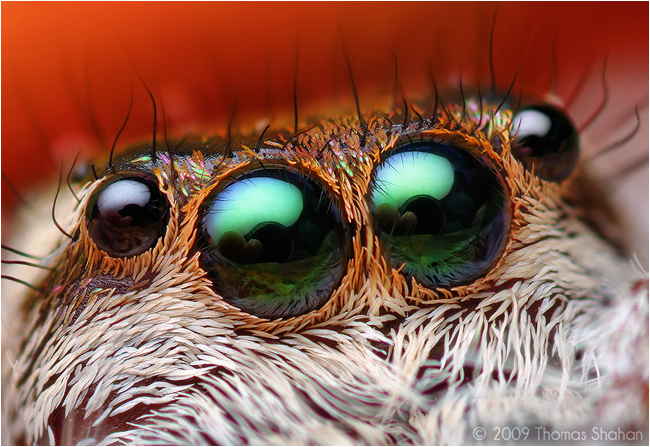 Anterior Median and Lateral Eyes of a female Paraphidippus aurantius Jumping Spider by Thomas Shahan ©
