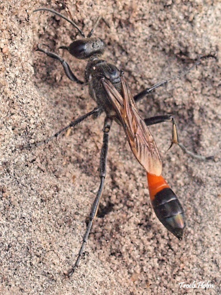 Ammophila sabulosa, the Red-banded Sand Wasp, of the hunting wasp family Sphecidae by Troels Holm ©