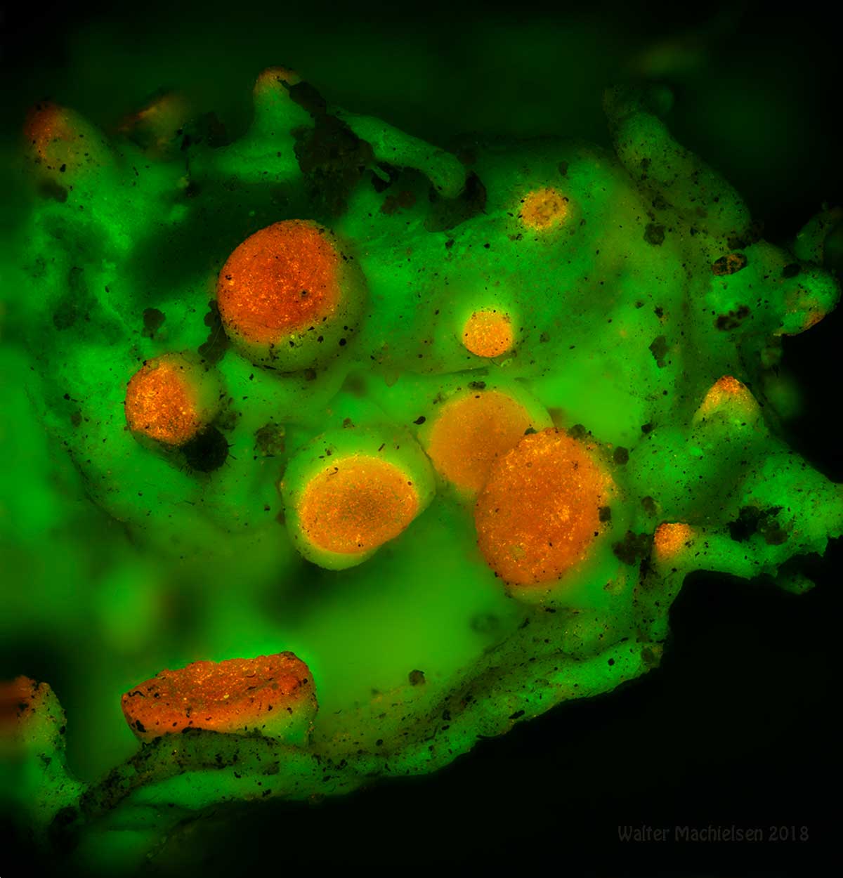 Lichen by fluorescence microscopy by Walter Machielsen ©
