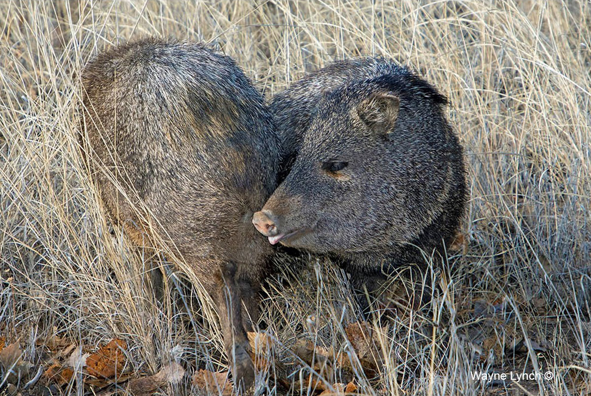A Male Javelina Sniffs the Rump of a Female & Tongue Flicks by Dr. Wayne Lynch ©