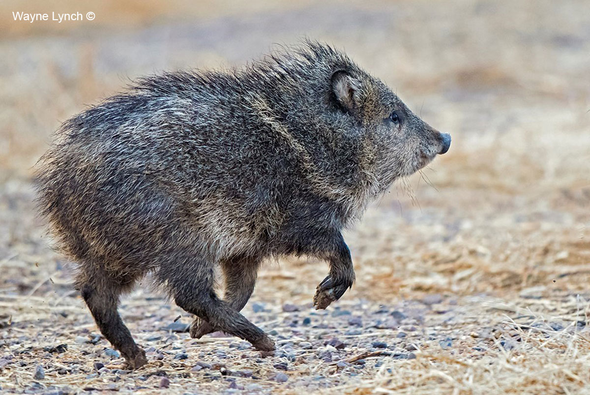 Six-Month Old Javelina Piglet by Dr. Wayne Lynch ©