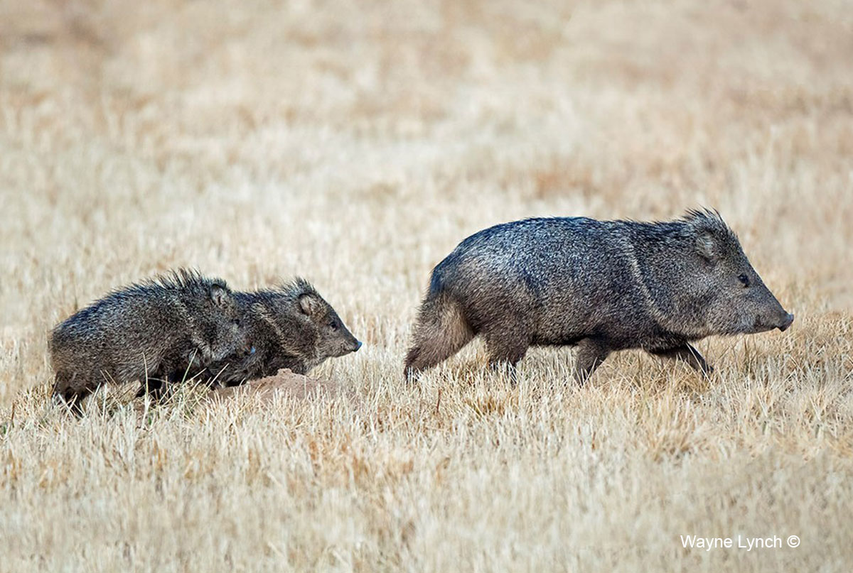 Javelinas Most Commonly Raise Two Offspring by Dr. Wayne Lynch ©