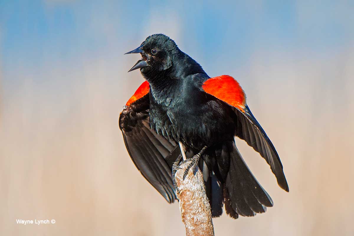 Red-winged Blackbird by Dr. Wayne Lynch ©