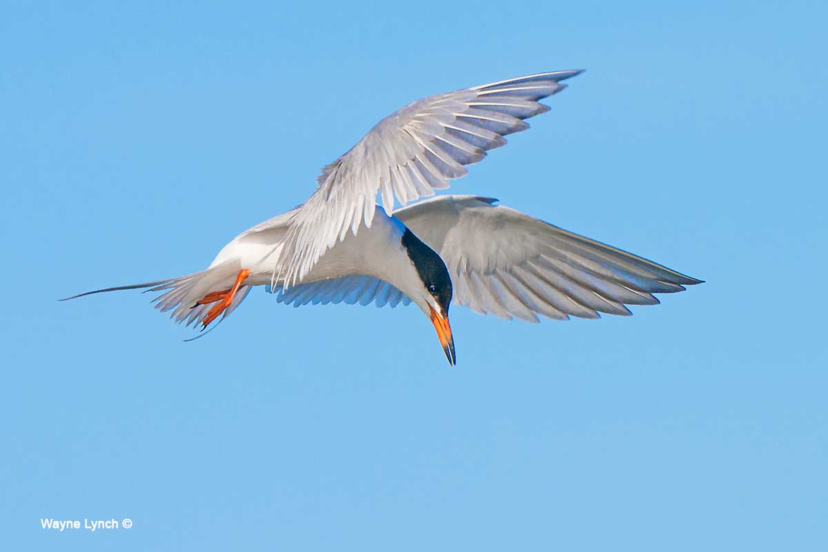 Forster's Tern  by Dr. Wayne Lynch ©