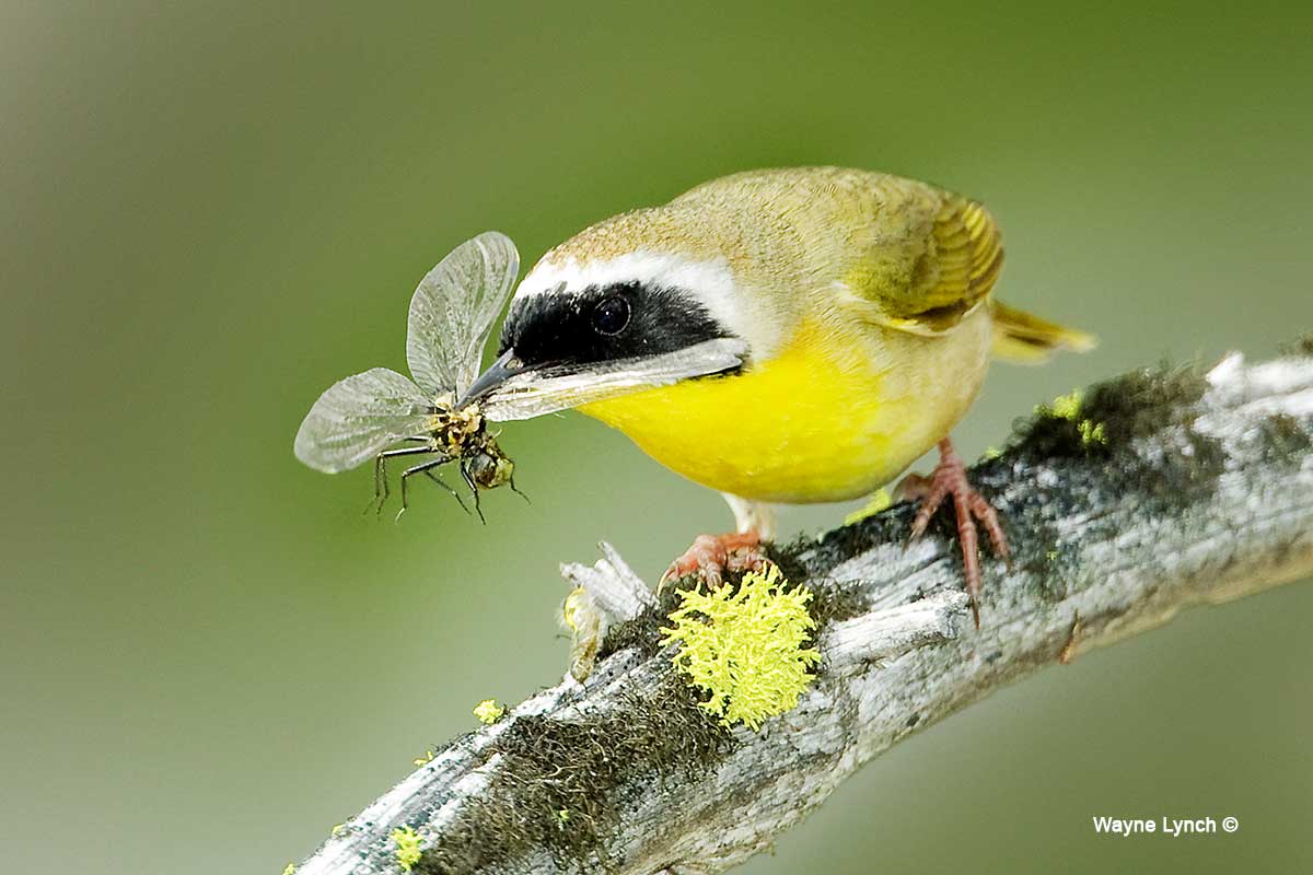 Common Yellowthroat eating a Dragonfly by Dr. Wayne Lynch ©