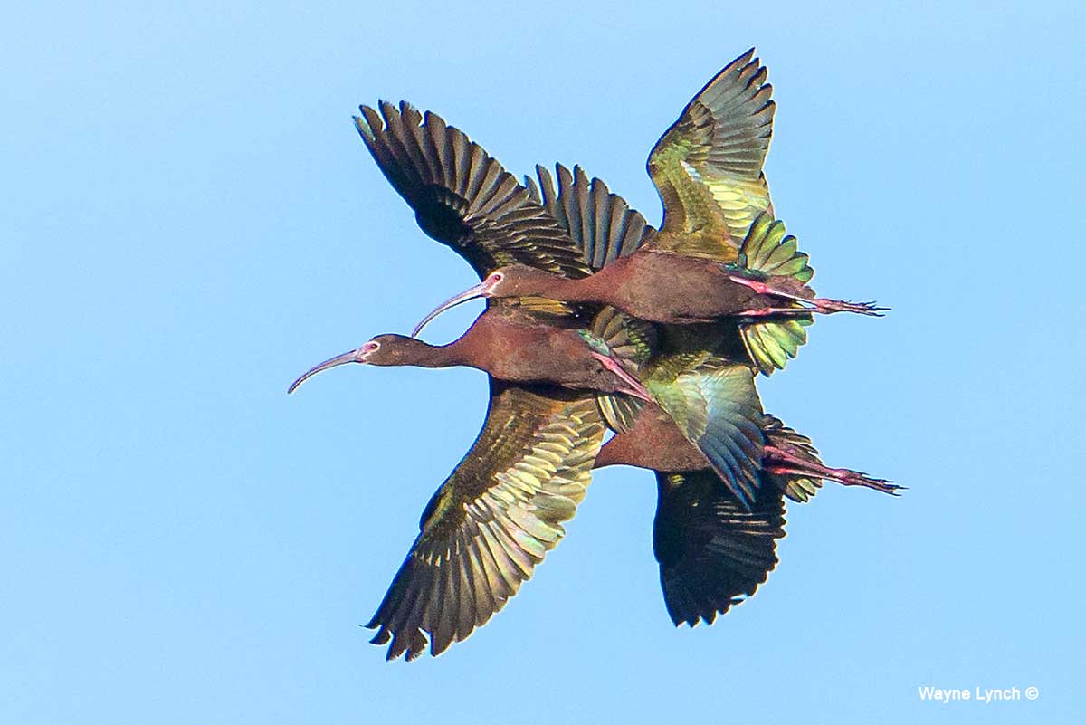 White-faced Ibises by Dr. Wayne Lynch ©