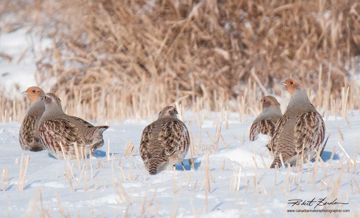 Hungarian Partridges in winter by Robert Berdan ©