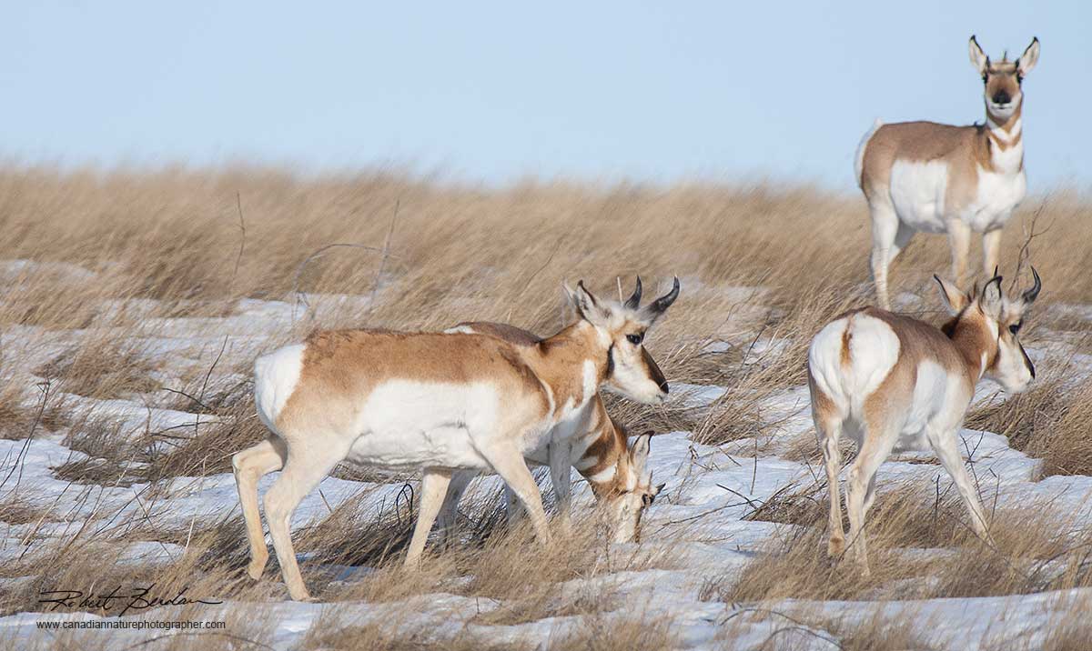 Pronghorn Antelope in winter by Robert Berdan ©
