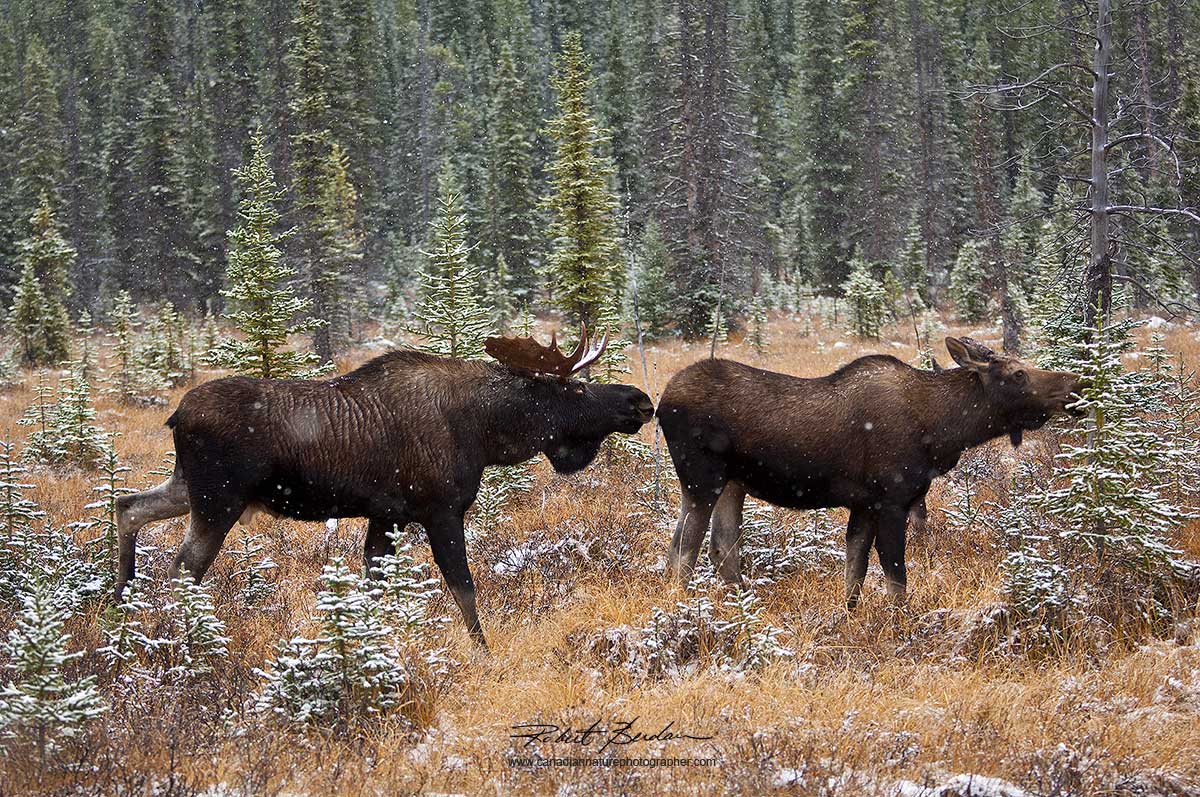Moose encounter by Kananaskis by Robert Berdan ©