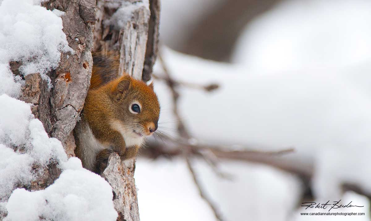 Red Squirrel in a hollow tree - Big Hill Springs Provincial Park by Robert Berdan ©