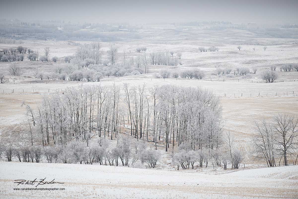 Winter Field next to Beaspaw road Calgary by Robert Berdan ©