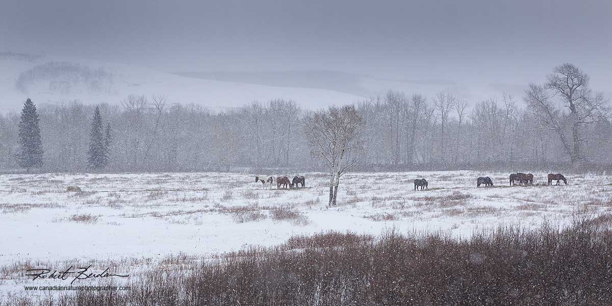 Horses in winter snow by Robert Berdan ©