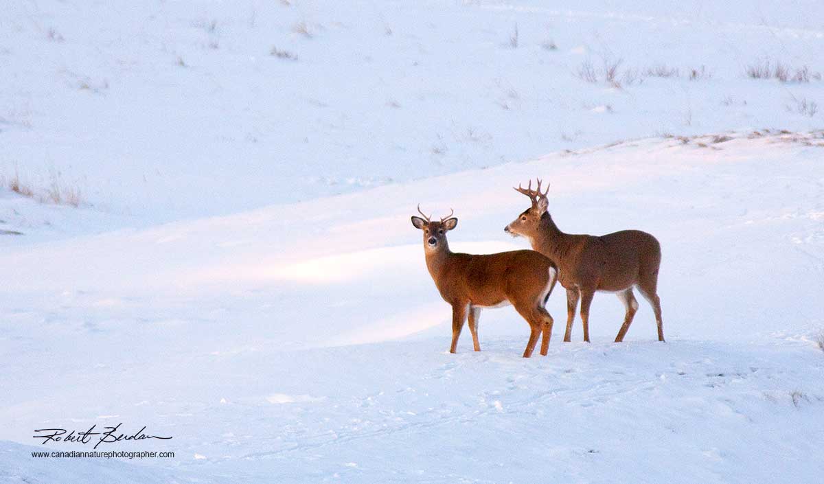 White-tailed deer in winter near Bragg Creek, Alberta by Robert Berdan ©