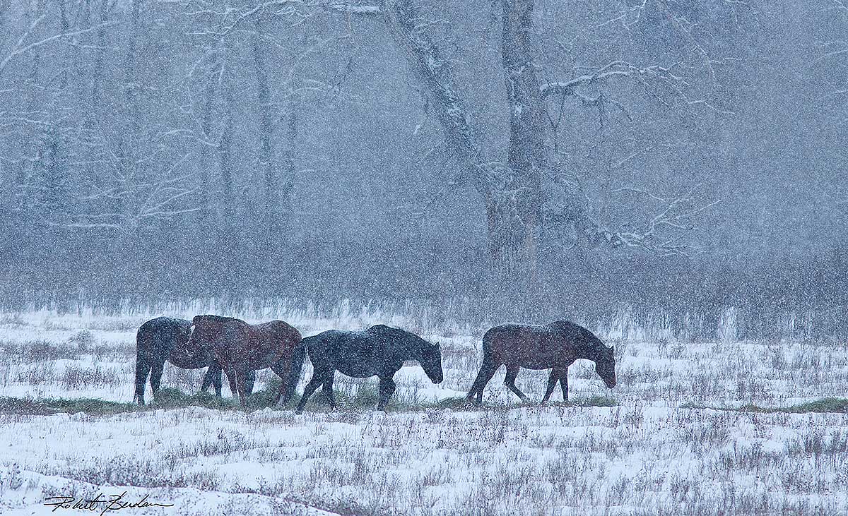 Horses in snow near Millarville, AB  by Robert Berdan ©