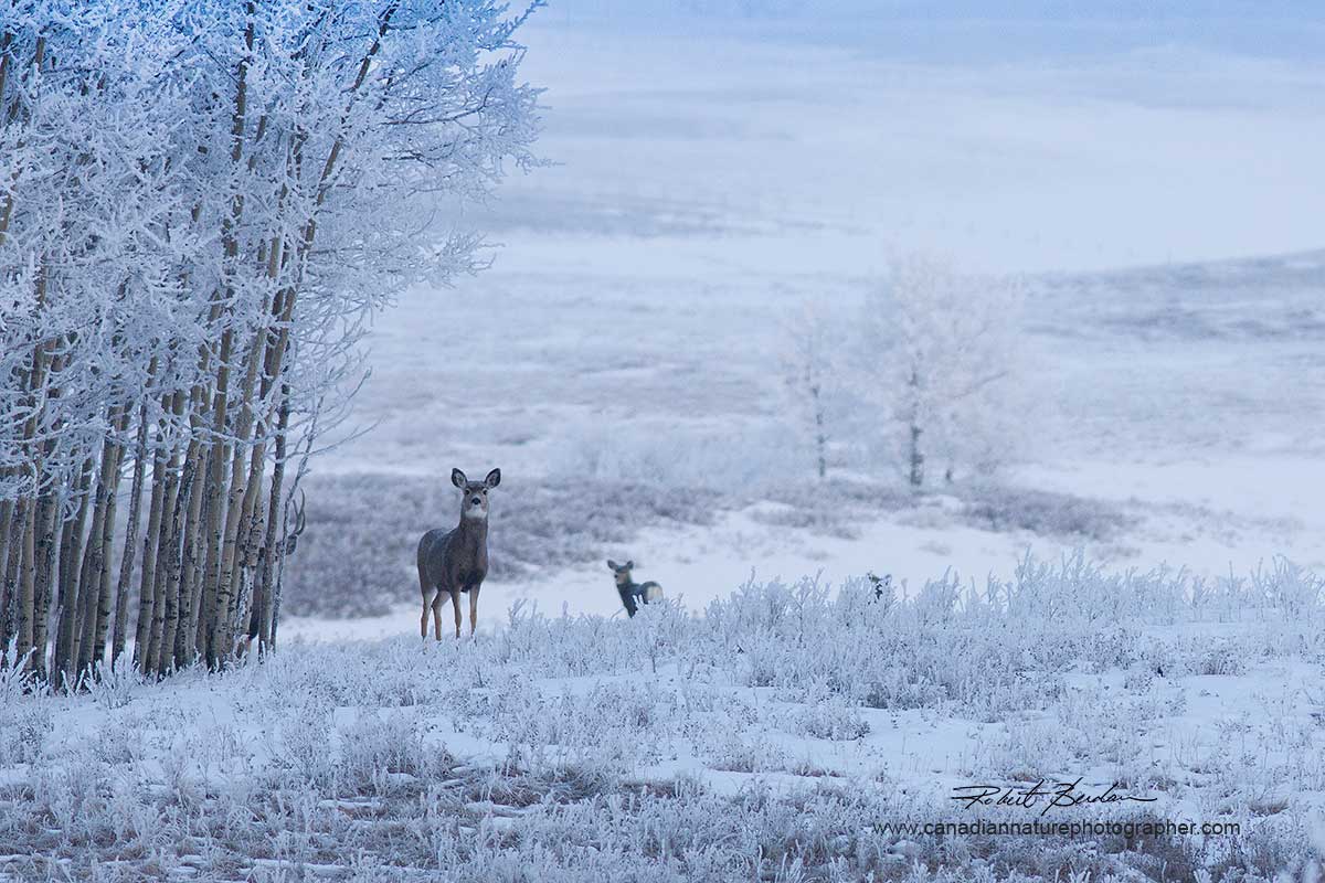 Mule deer Lochend Road near Calgary by Robert Berdan ©