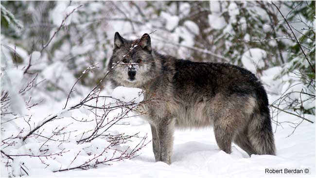 Wolf (captive) by Robert Berdan ©