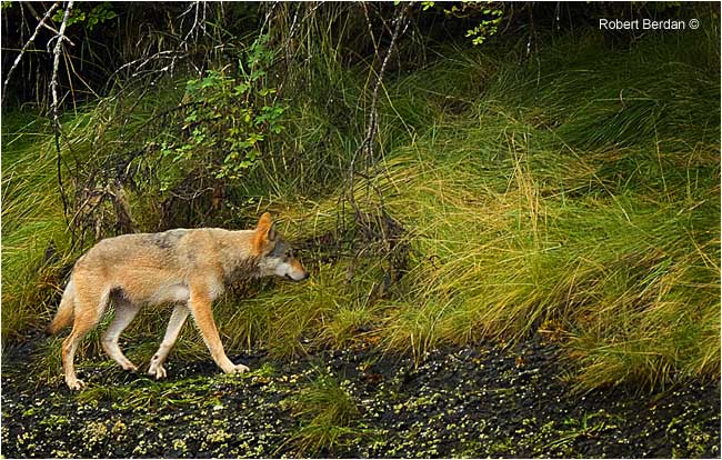 Wild Wolf West Coast BC by Robert Berdan ©