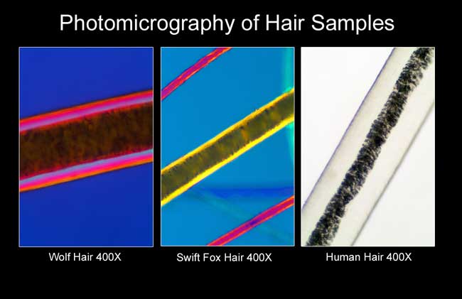Wolf hair viewed in microscope by Robert Berdan ©