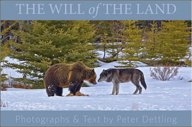 The Will of the Land book cover by Peter Dettling ©